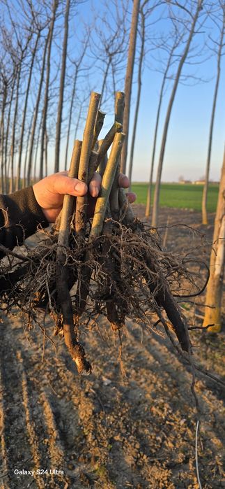 Puieti de paulownia