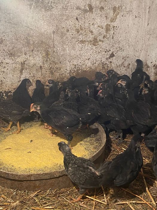 Австролорп балапандары сатылады