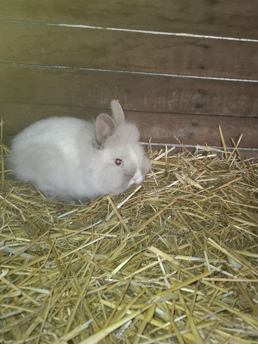 Iepurași cap de leu