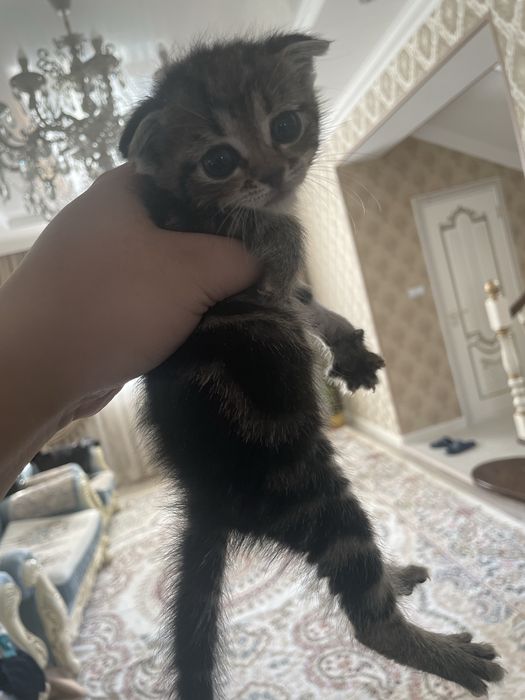 Продам котят вислоухий метисов