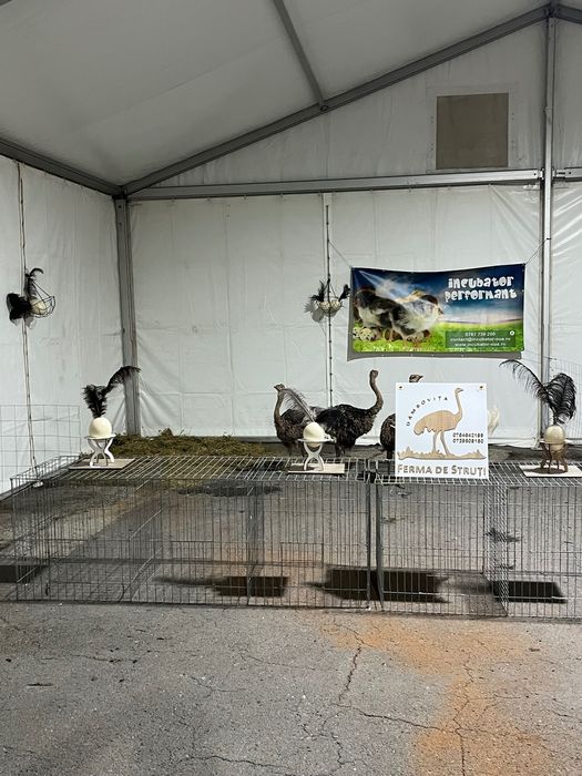 Pui de struț negru african