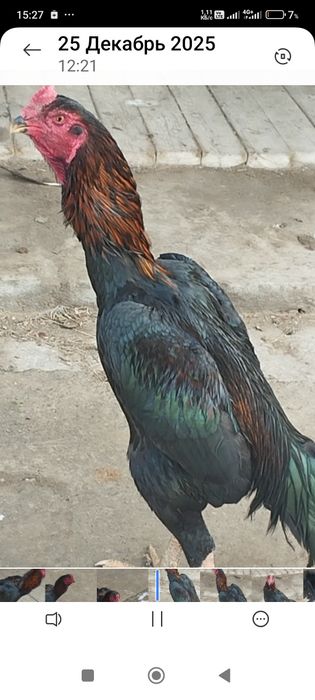 Сатлады срочнаа..