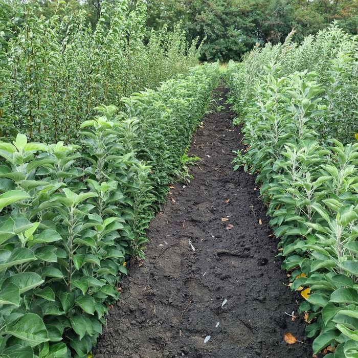 Pomi fructiferi columnari si pitici anul 3 de vegetatie