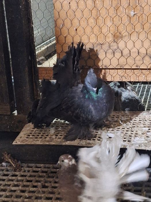 Indieni Voltați indieni