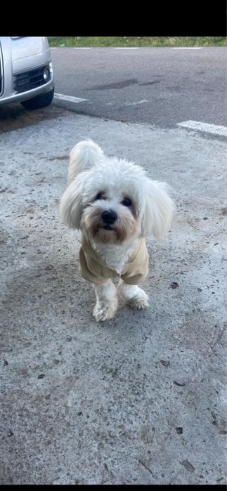 Bishon Maltez mascul