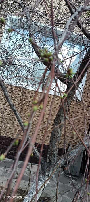 Саженцы для огород