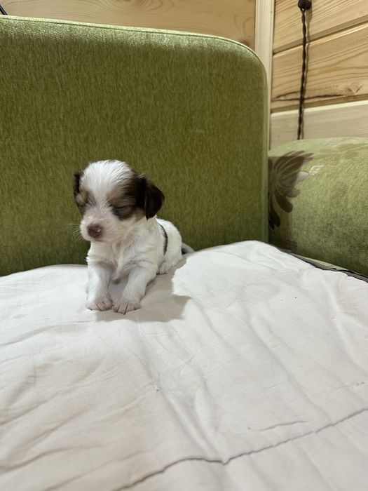 Щенки биверйорка