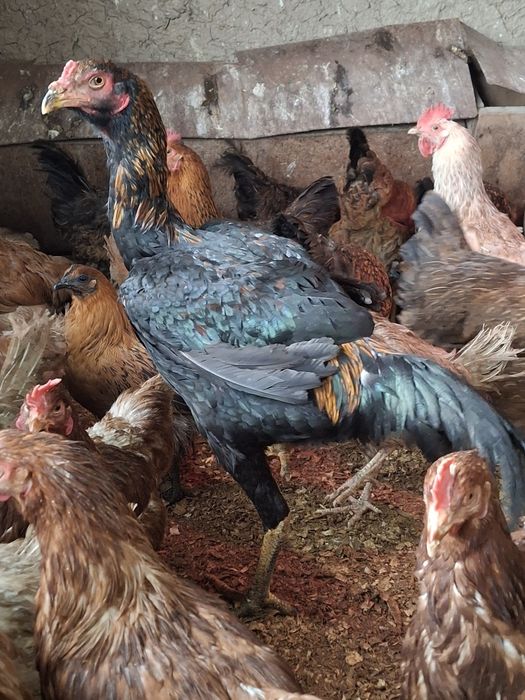 Дакан дакан дакан