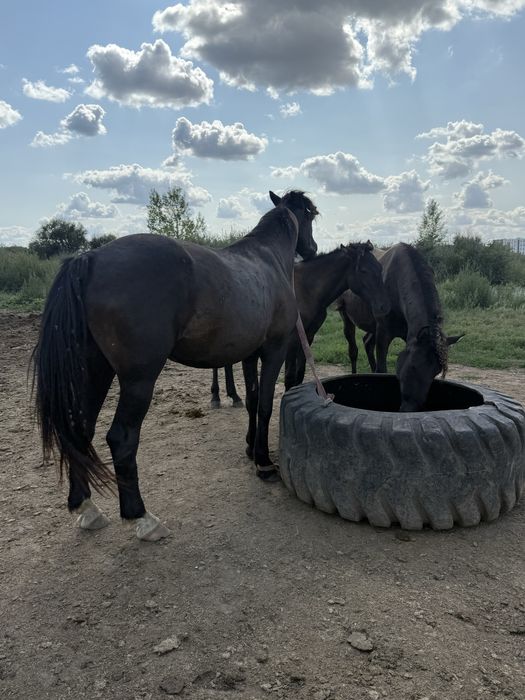 Продам жеребца обученного