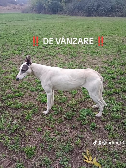Vând catea Ogara