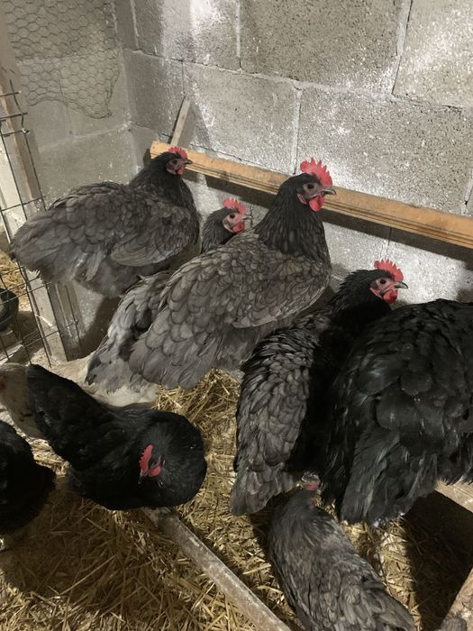 Oua incubat Australorp