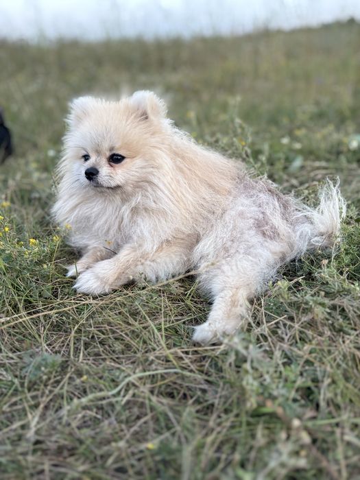 Продам шпицов мальчика и девочку