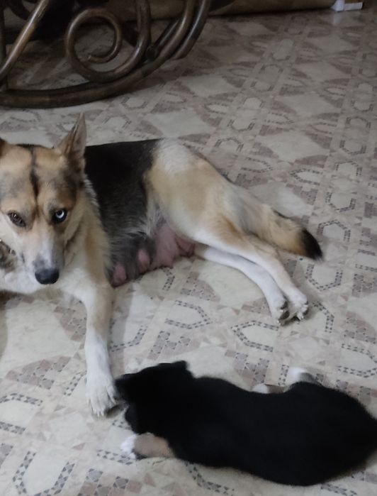 Щенок мальчик в заботливые руки.