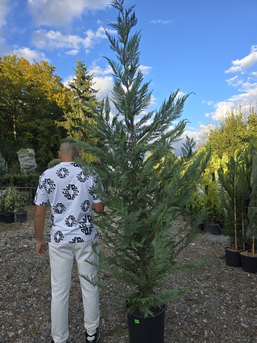 Leylandii chiparos
