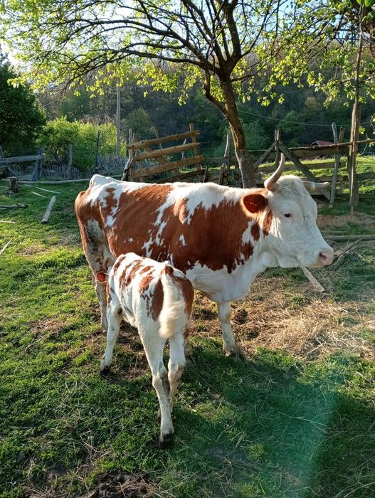 Vând vaca cu vițea