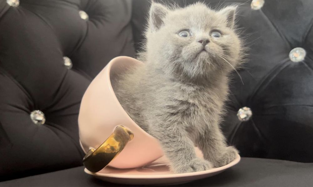 British Shorthair Blue de 8 săptămâni- deparazitat și vaccinat