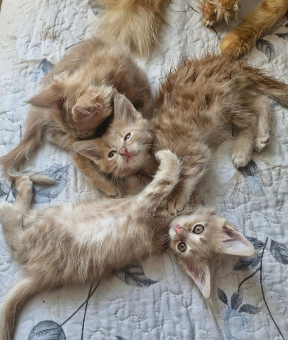 Продам котят Мейн Кун