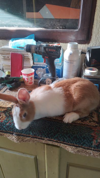 Vand iepuri hycole francez