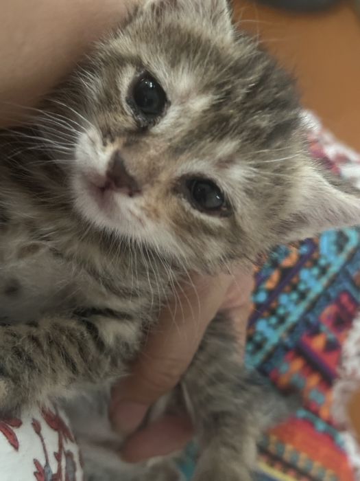 Котенок. Красивый. 1,5 месяцев