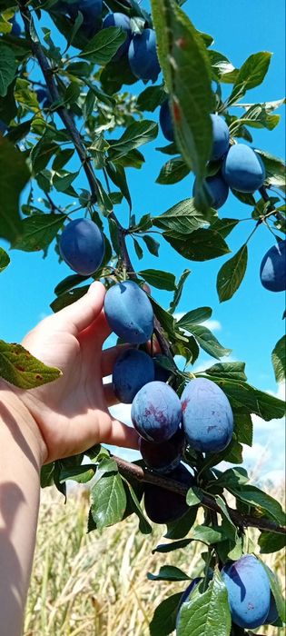 Prune stanley de vanzare