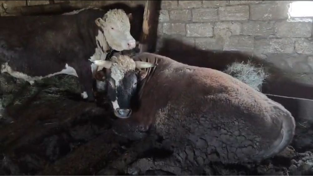 Ақ бас племенной документ бар 3 год