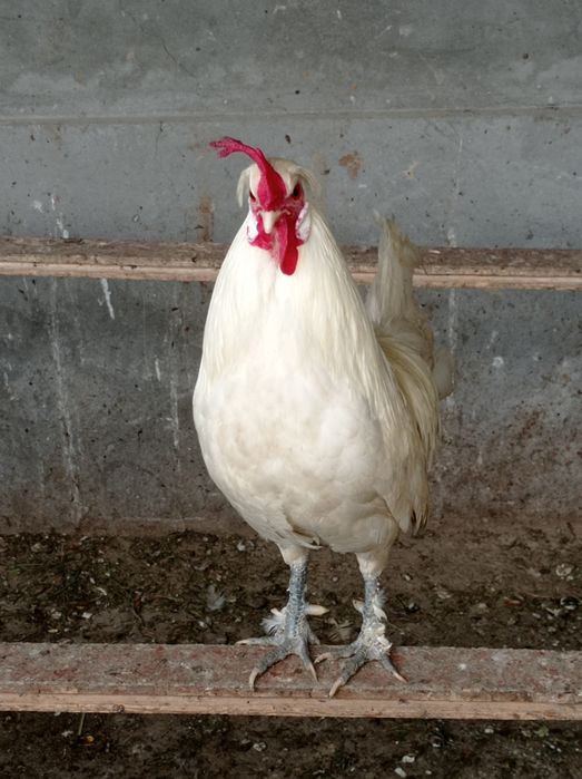 Петух японский белый