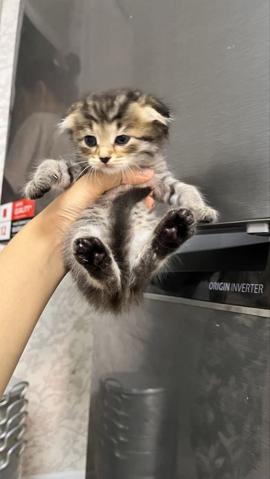 котята котятк котята