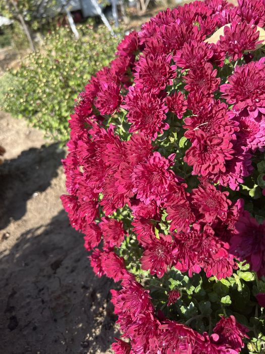 Цветы Хризантема мультифлора