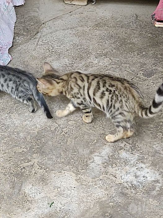 Продам Бенгальские кошки