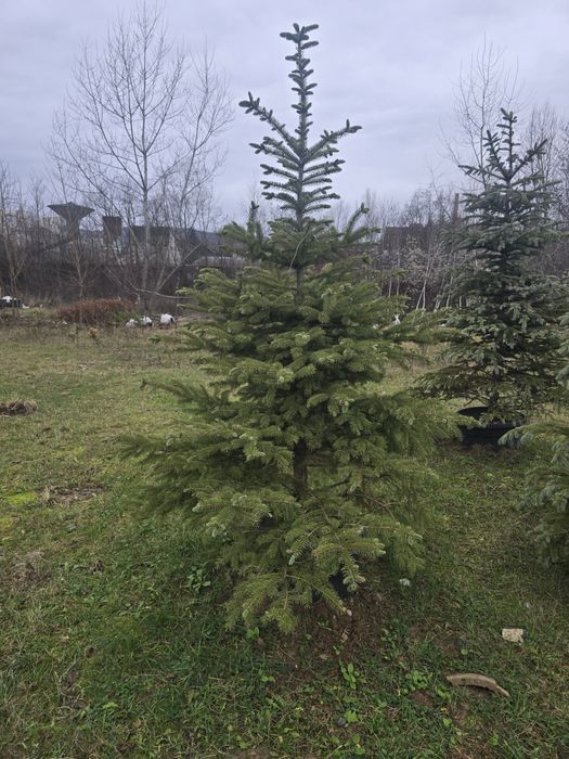 Brazi argintii și verzi ieftin