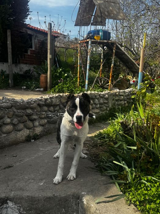 Подарявам куче с паспорт