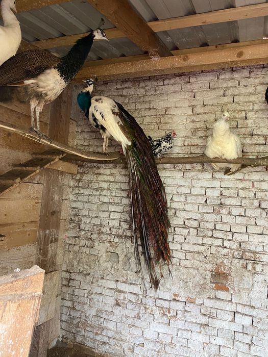 Familie pauni tineri