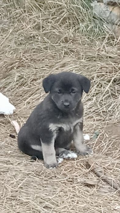 Ищем щеночкам любящих хозяев!