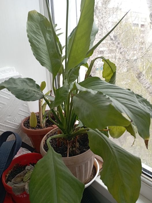 Цветы на продажу