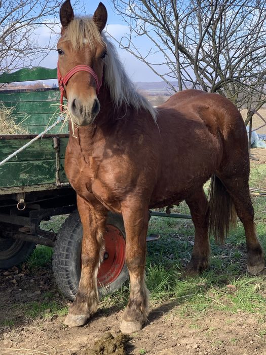 Vand manz …………….