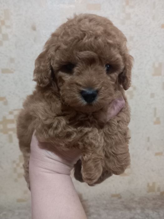 Готовятся к продаже щенки пуделя.