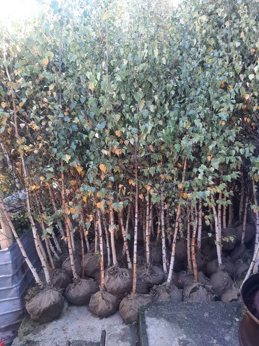 Vând Mesteacan, Tei Artar Frasin Stejar Paltin