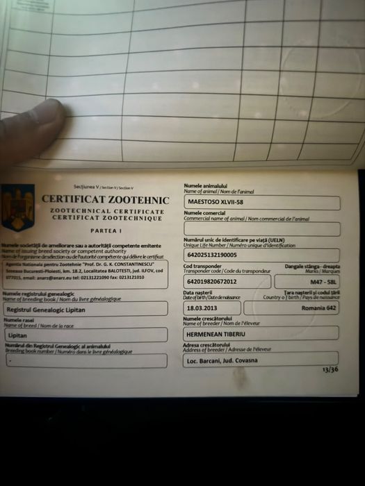 Vand iapa lipitana de 13 ani