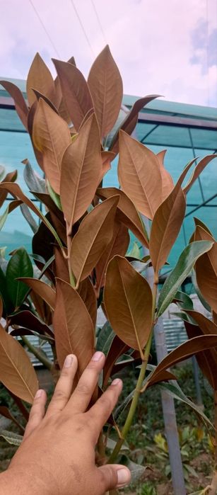 Киримиски сасна дастафка бор