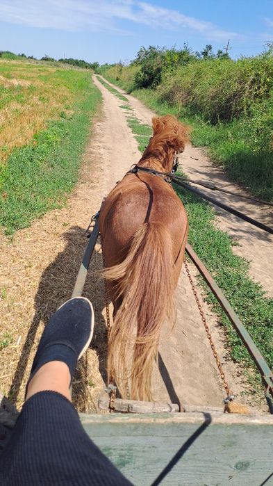 Vând ponei,ham și căruță.se pot vinde și separat.