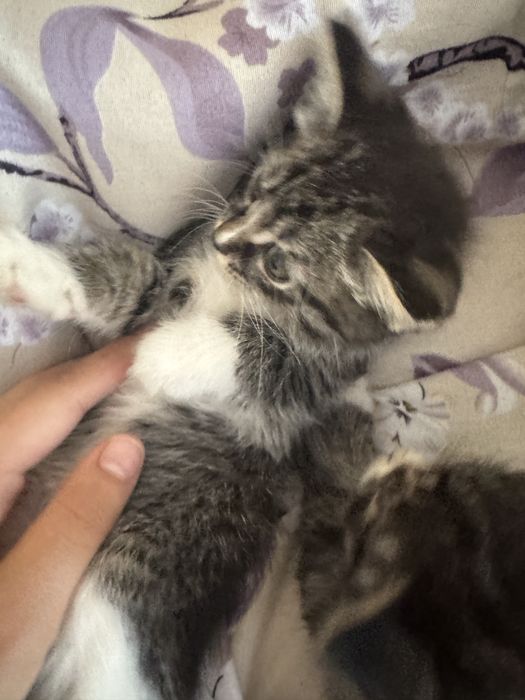 Отдам котяту бесплатно