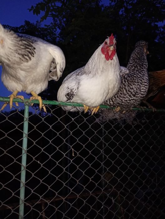 Cocos Brahma , de 4 luni.