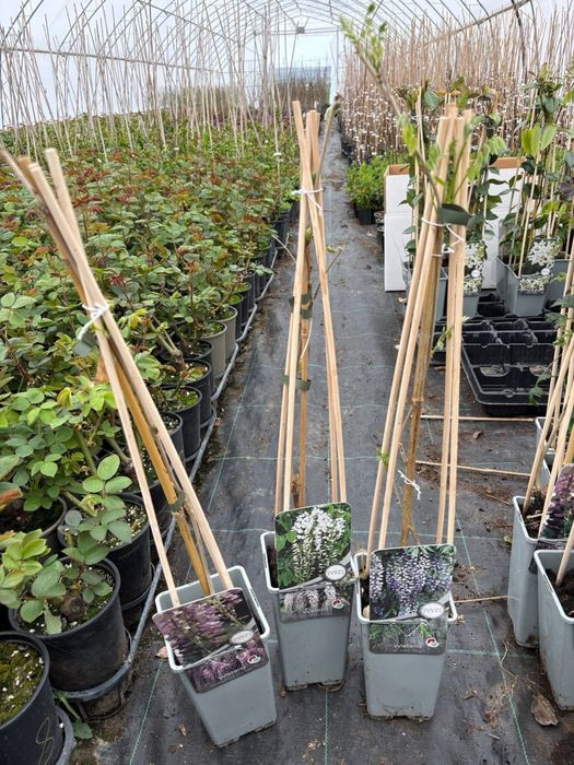 Японска Глициния