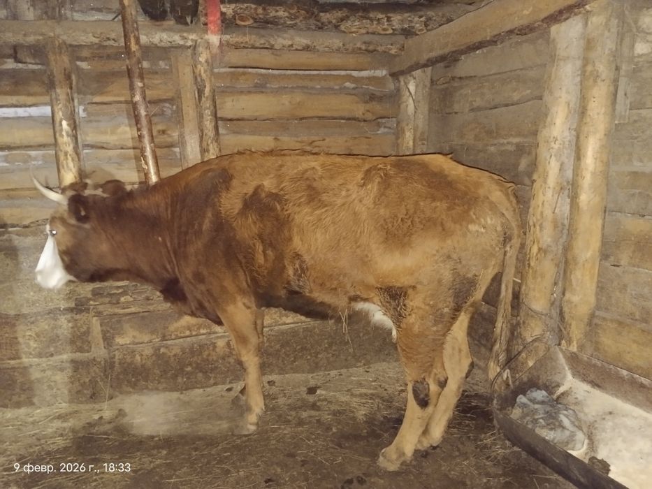 Жас сиыр сатамын