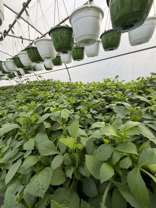 Flori finisate si semifinisate de vânzare en-gros