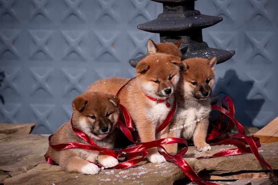 Бебета от породата шиба ину