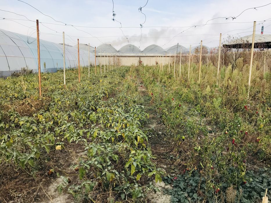 Parnik Ijaraga beramiz Samarqand ( Superda )