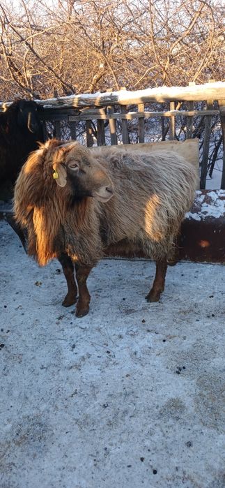 Продам барана  производителя