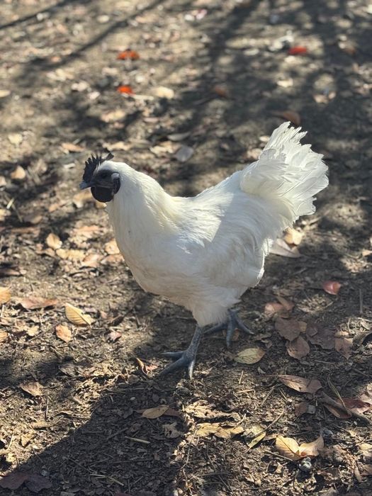Vand cocosi - 2 paduana si 1 metis Ayam Cemany cu rasa mare alba