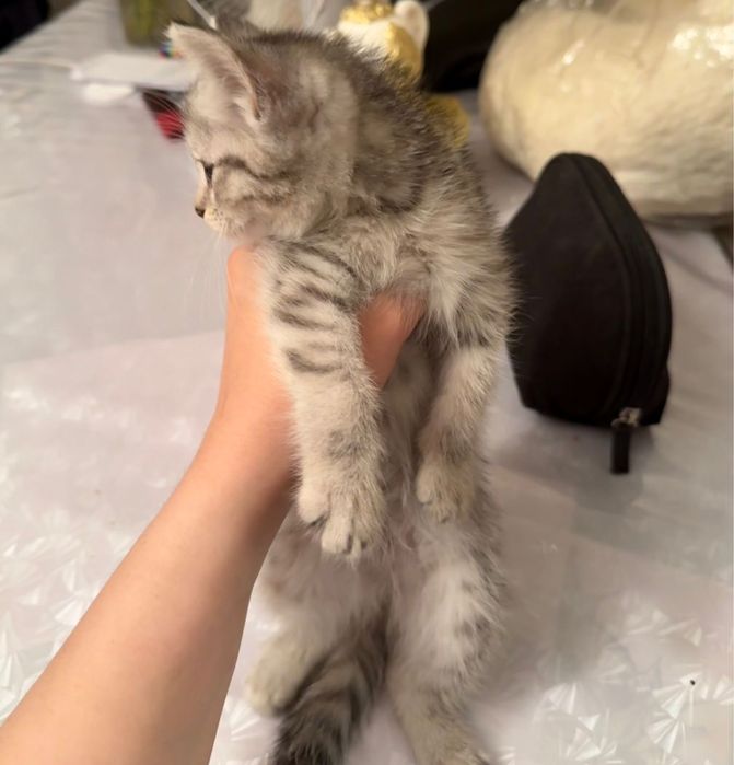 Отдам котенка в добрые руки